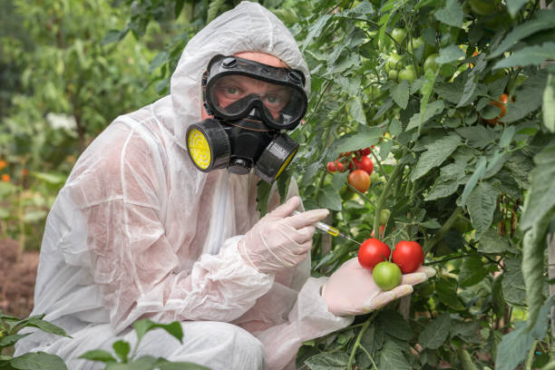 científico de omg modificando genéticamente el tomate con jeringa - tomato genetic modification biotechnology green fotografías e imágenes de stock