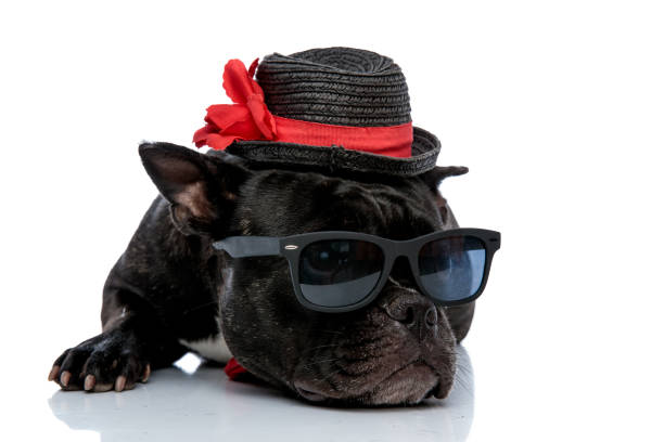 istock French bulldog with hat hiding eyes under sunglasses 1171692021