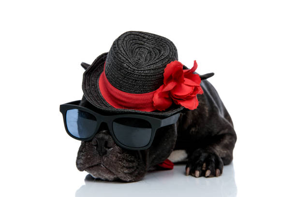 istock French bulldog with hat and sunglasses laying down 1171692028