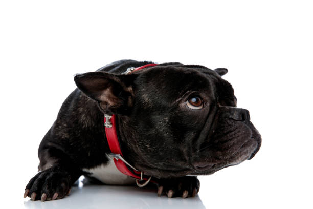 istock Lying French bulldog looking up with bowed head 1171692065