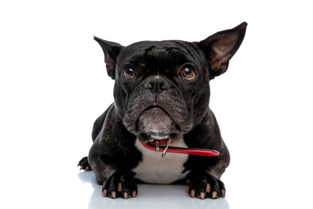 istock French bulldog laying down and looking up 1171692132
