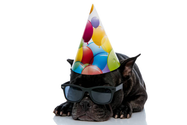 istock French bulldog with cap and sunglasses laying down 1171692184