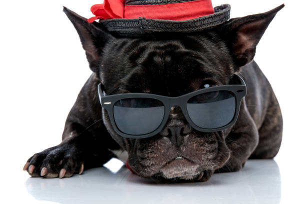 istock French bulldog with hat watching over sunglasses 1171692197