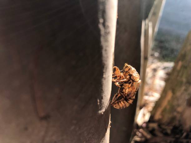 istock Two locus shells in early sunlight on a crepe myrtle tree 1171692362
