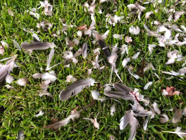 plumas de aves y partes de una paloma desmembrada por halcón - dismembered fotografías e imágenes de stock