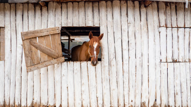 cavallo in stalla - barn wood window farm foto e immagini stock