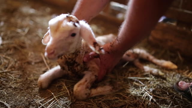 Unrecognizable man taking newborn lamb