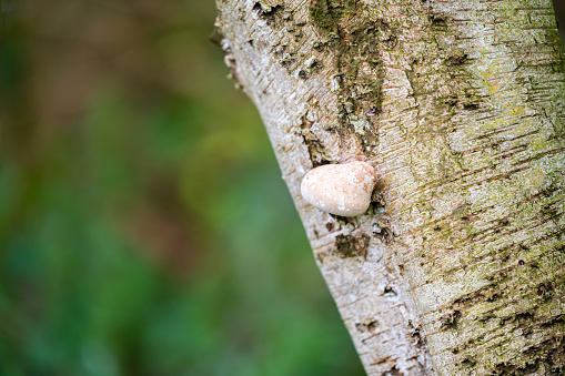 Mushrooms grow on the tree at an  old birch