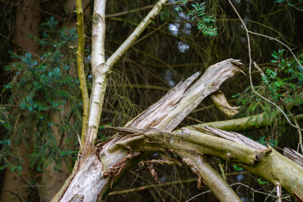 Destroyed  trees after a storm line the path through nature