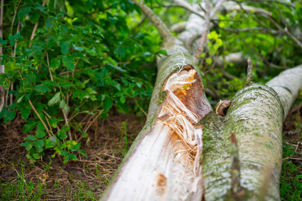 An old birch fell into a field of corn after  a storm