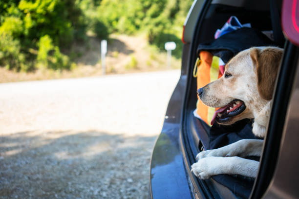 istock Travel adventure with dog 1171693793