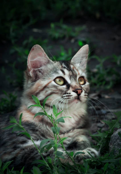 istock Small striped gray-white kitten, closeup portrait 1171694912