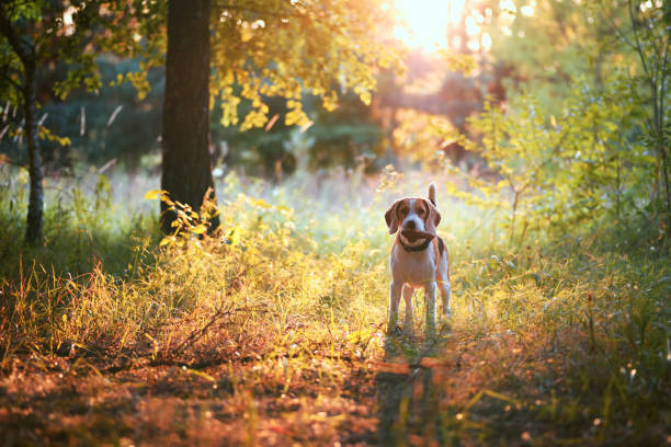 Cute beagle dog with fir cone in mouth against beautiful nature background. Sunset scene colors