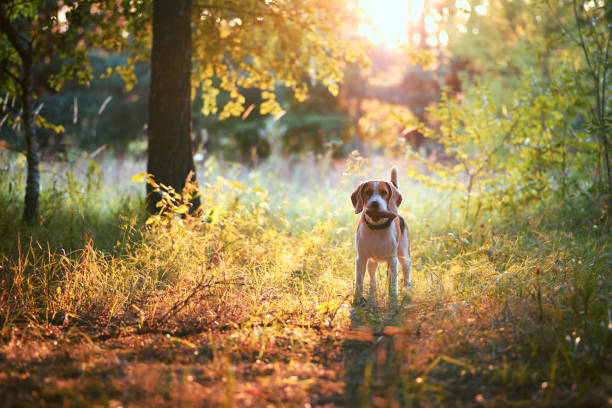 beagle pies na zewnątrz przed malowniczą przyrodą - park tree light autumn zdjęcia i obrazy z banku zdjęć