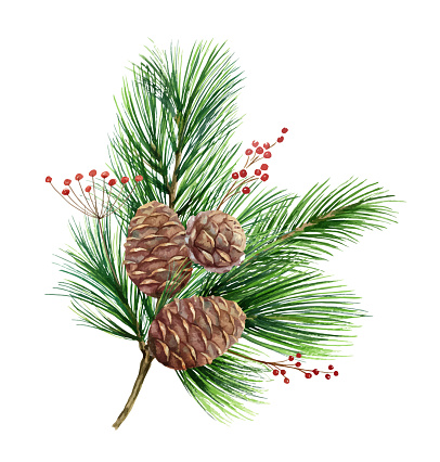 Watercolor vector green spruce bouquet with cones, Christmas tree. Illustration for greeting cards and invitations isolated on white background.