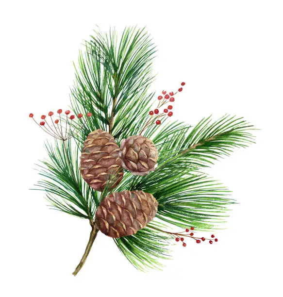 Vector illustration of Watercolor vector green spruce bouquet with cones, Christmas tree.