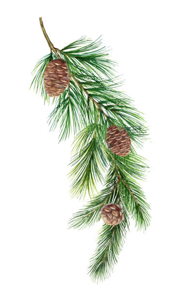 원유 와 수채화 벡터 녹색 가문비 나무 분기, 크리스마스 트리. - pine branch pine tree pine cone stock illustrations