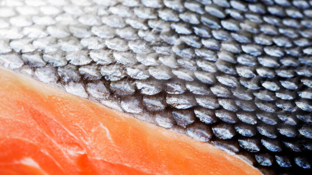 istock Extreme Close-up of Coho Salmon 1171697985
