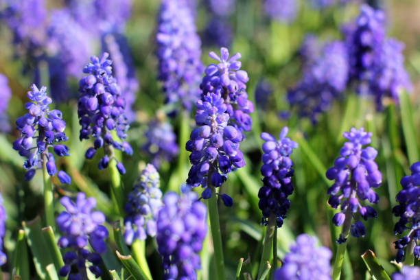 istock Purple flowers in the garden 1171698098