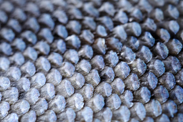 istock Extreme Close-up of Coho Salmon Scale 1171698361