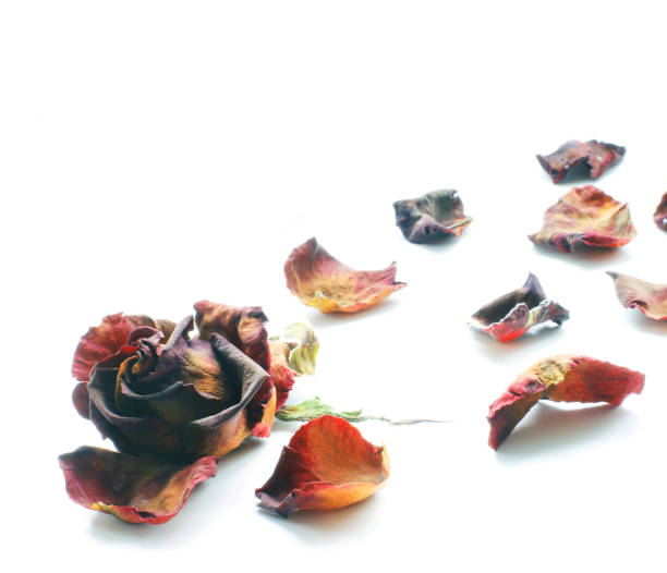 istock Dried roses on a white background. Rose petals 1171698664