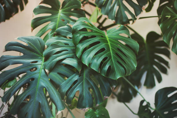 istock Tropical Monstera Leaves Closeup 1171698696