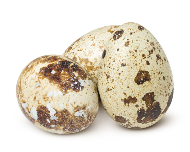 istock quail egg, isolated on white background, clipping path, full depth of field 1171699364