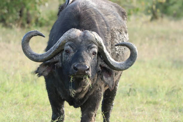 istock Cape buffalo face, Masai Mara National Park, kenya. 1171699429