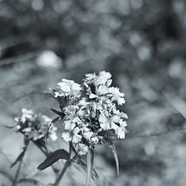 istock Beautiful flowers in the garden 1171699443