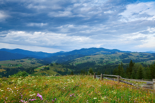 Beautiful summer sunset and landscape - wildflowers on hills in the evening. Meadow or grassland. Carpathian mountains. Ukraine. Europe. Travel background.