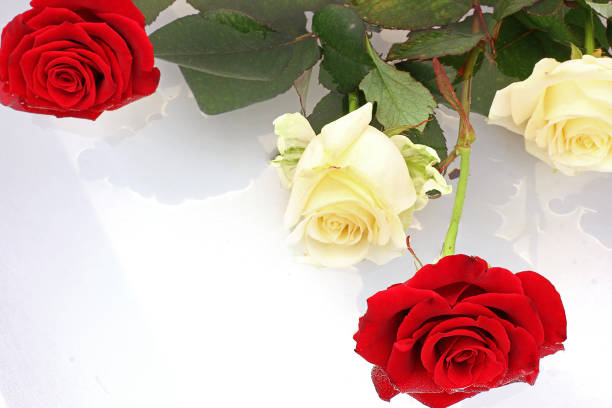 istock White and red roses on a white background 1171702408