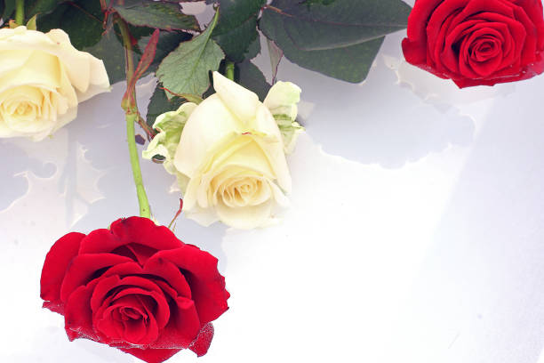 istock White and red roses on a white background 1171702441