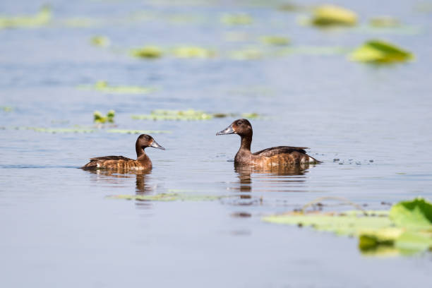 istock ferruginous pochard closeup on lake 1171702851