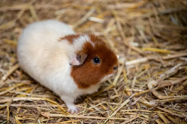 Full body of white-brown domestic guinea pig (Cavia porcellus) cavy on the straw. Photography of lively nature and wildlife.