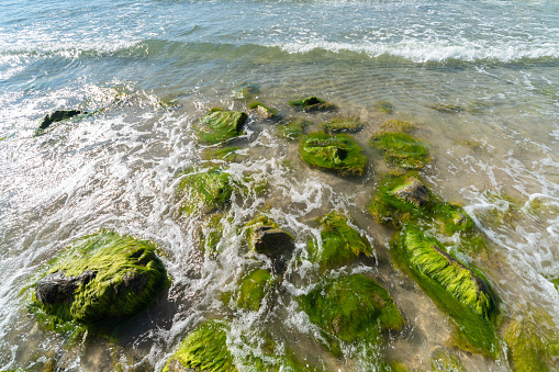 Sea tidal bore. Waves break on stones overgrown by moss and algae. Beautiful seascape.