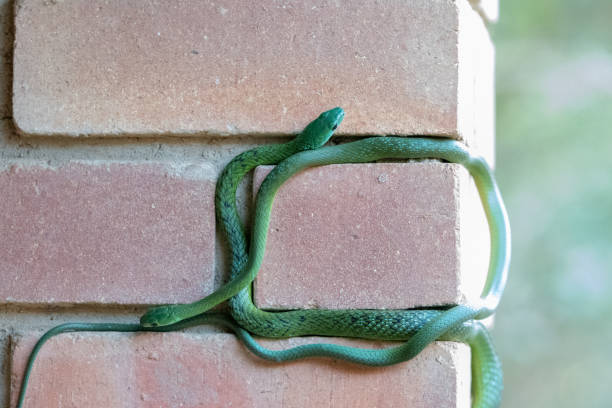 istock Two mating Western Natal Green Snakes climbing a brick wall. 1171704653