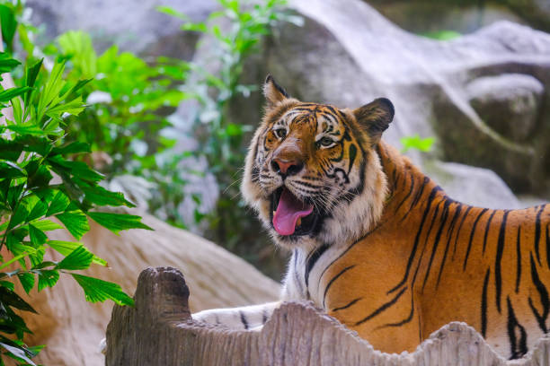 istock The tiger is behind the green branches. (Indochinese tiger) 1171704916