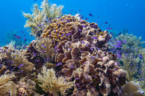 istock Caribbean coral garden 1171704931