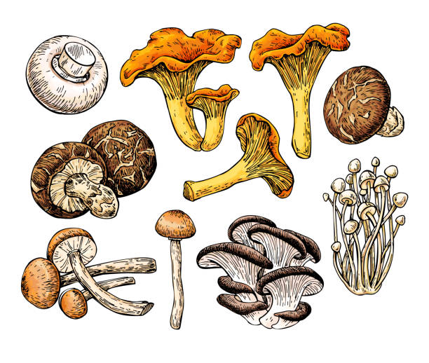 grzyb ręcznie rysowane ilustracji wektora. szkic rysunek żywności - chanterelle stock illustrations