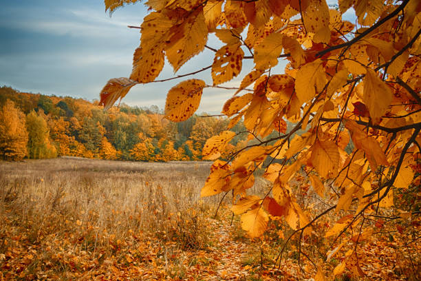 Photo of Beautiful autumn landscape. Golden Forest.