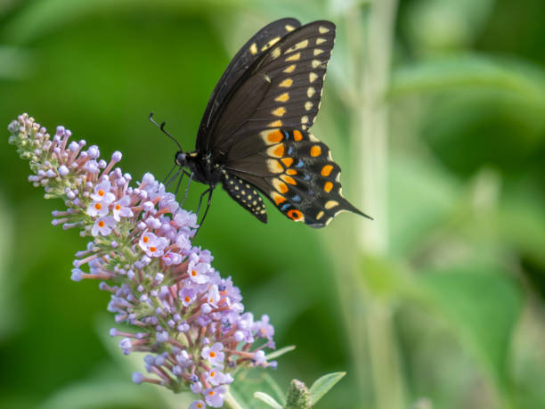 istock Black swallowtail butterfly in summer 1171705182