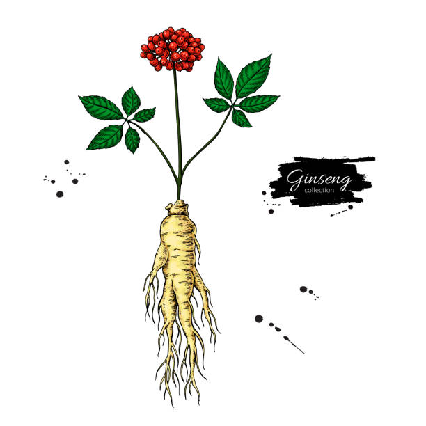 ilustraciones, imágenes clip art, dibujos animados e iconos de stock de raíz de ginseng y dibujo vectorial de bayas. bosquejo de plantas médicas. objeto botánico. - ginseng isolated root herbal medicine