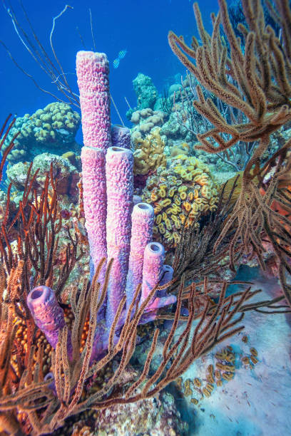 istock Caribbean coral garden 1171705262