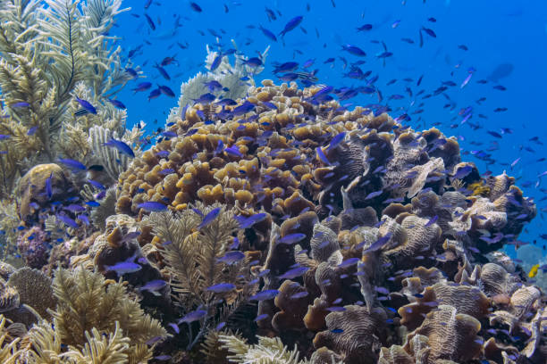 istock Caribbean coral garden 1171705327