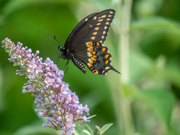 istock Black swallowtail butterfly in summer 1171705356