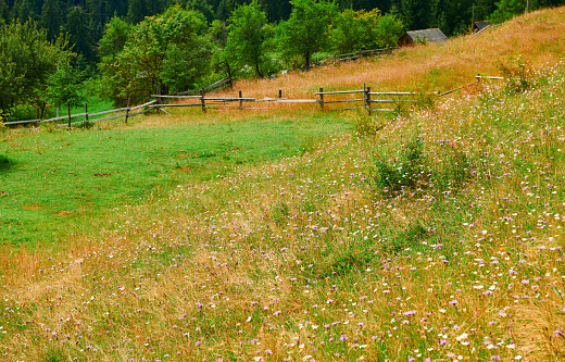 Spruces on hills - beautiful summer landscape, cloudy sky at bright sunny day. Carpathian mountains. Ukraine. Europe. Travel background.