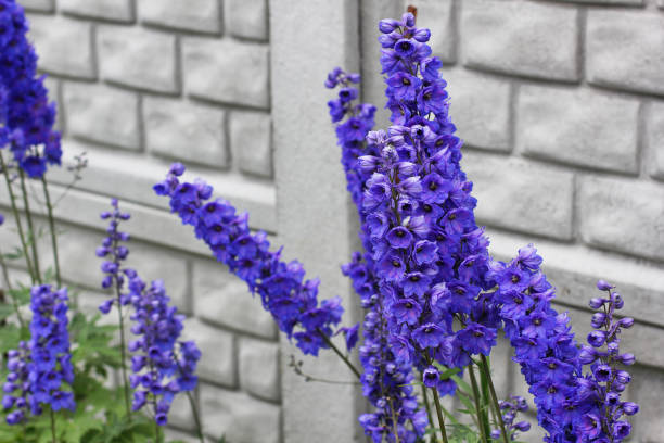 istock Purple flowers in the garden 1171705802