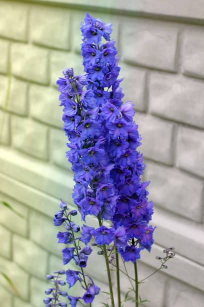 istock Purple flowers in the garden 1171705816