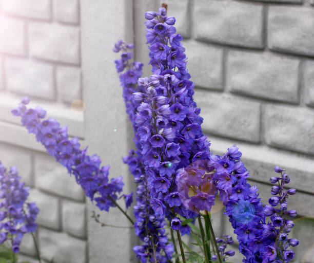 istock Purple flowers in the garden 1171706264