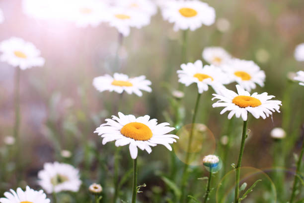istock Beautiful flowers in the garden. Daisies 1171707458